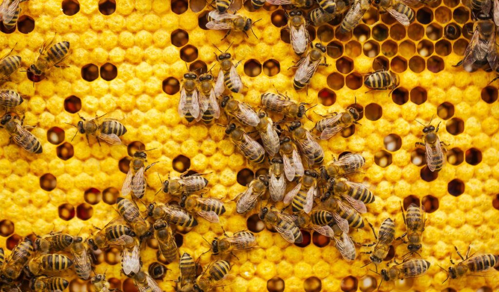 Honey Acres